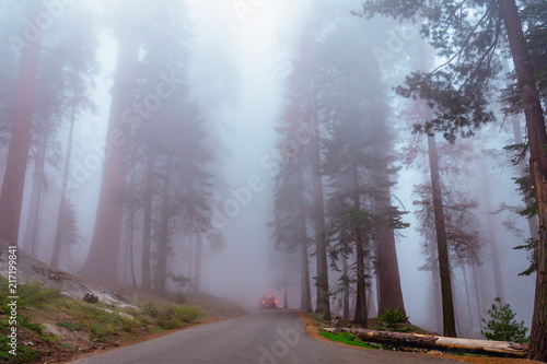Car in a fog with big trees