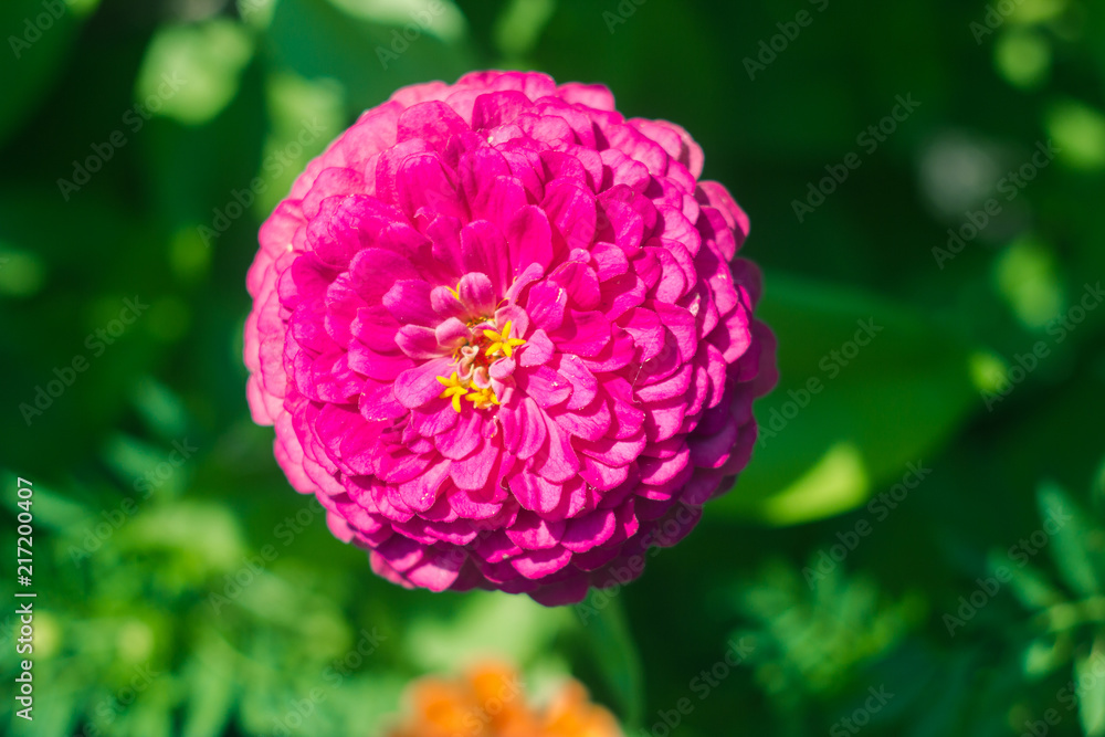 Large pink head of flower close-up. Summer bright flower on a green background. Large pink head of flower close-up. Summer bright flower on a green background.