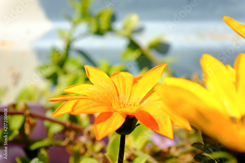 African daisy flower in garden with blurred background. Cape daisy flower.Bright yellow blossom of Osteospermum  close up image of beautiful yellow  flowers