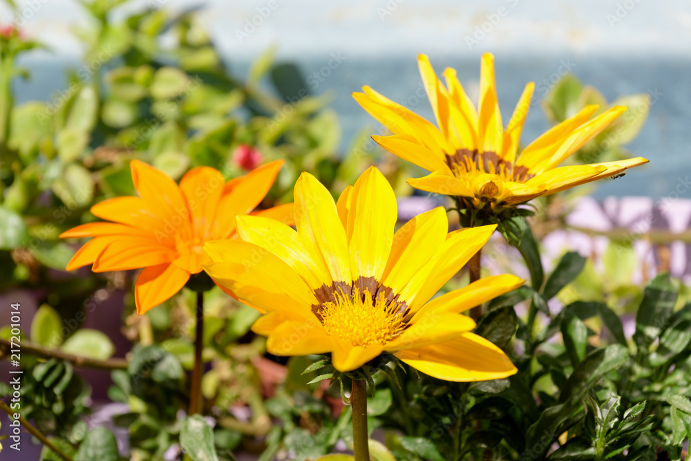 African daisy flower in garden with blurred background. Cape daisy flower.Bright yellow blossom of Osteospermum, close up image of beautiful yellow flowers African daisy flower in garden with blurred background. Cape daisy flower.Bright yellow blossom of Osteospermum, close up image of beautiful yellow flowers