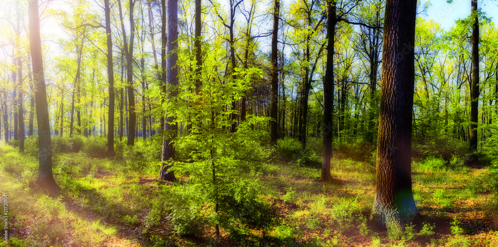 Fototapeta premium Forest in spring with a bright sun shining through the branches of trees