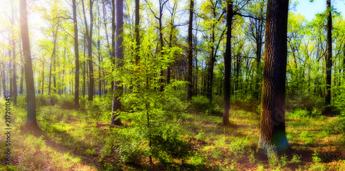 Forest in spring with a bright sun shining through the branches of trees