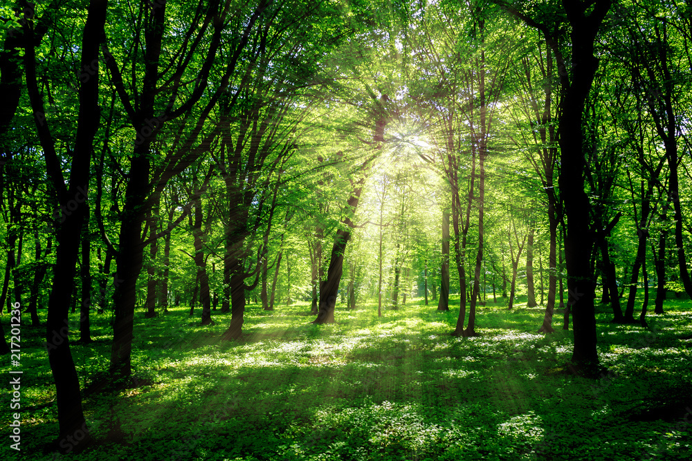 Fototapeta premium Forest in spring with a bright sun shining through the branches of trees