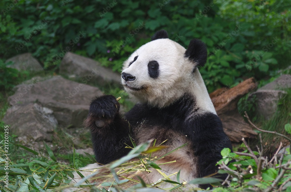 Naklejka premium Giant panda eating bamboo