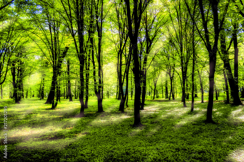 Fototapeta premium Forest in spring with a bright sun shining through the branches of trees