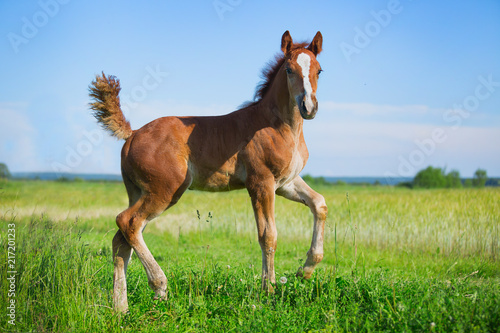 Leinwand Poster foal at the field