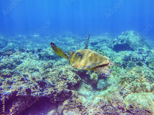 Turtle swimming over coral reef