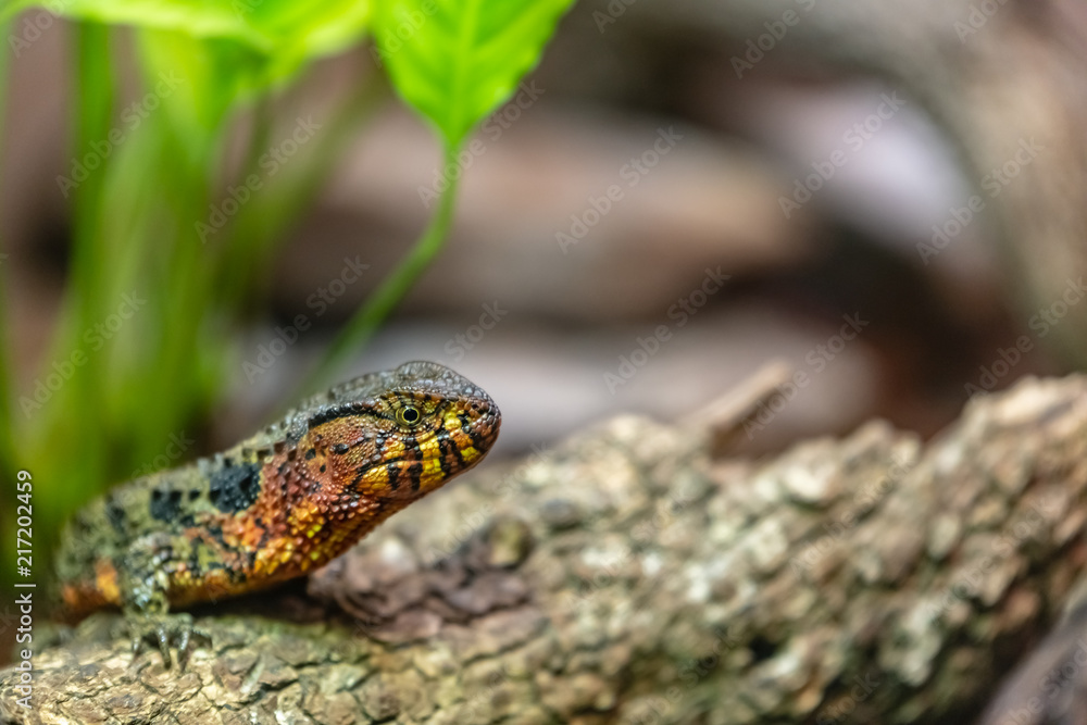 Fototapeta premium chinese crocodile lizard sitting on old log