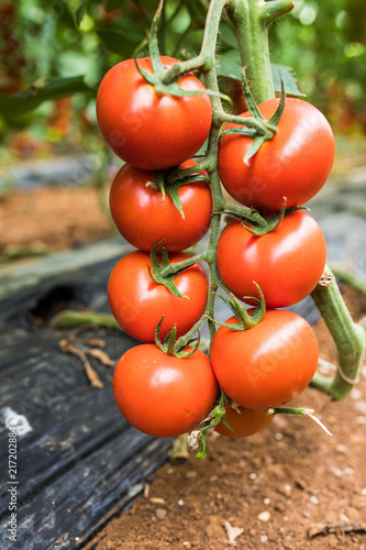 Big ripe red tomato fruits hanging on the branch in greenhouse in summertime, close-up