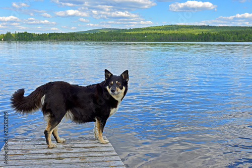 Lapponian herder (Lapinporokoira or Lapp Reindeer dog or Lapsk Vallhund)  on background of blue lake. Finnish Lapland photo