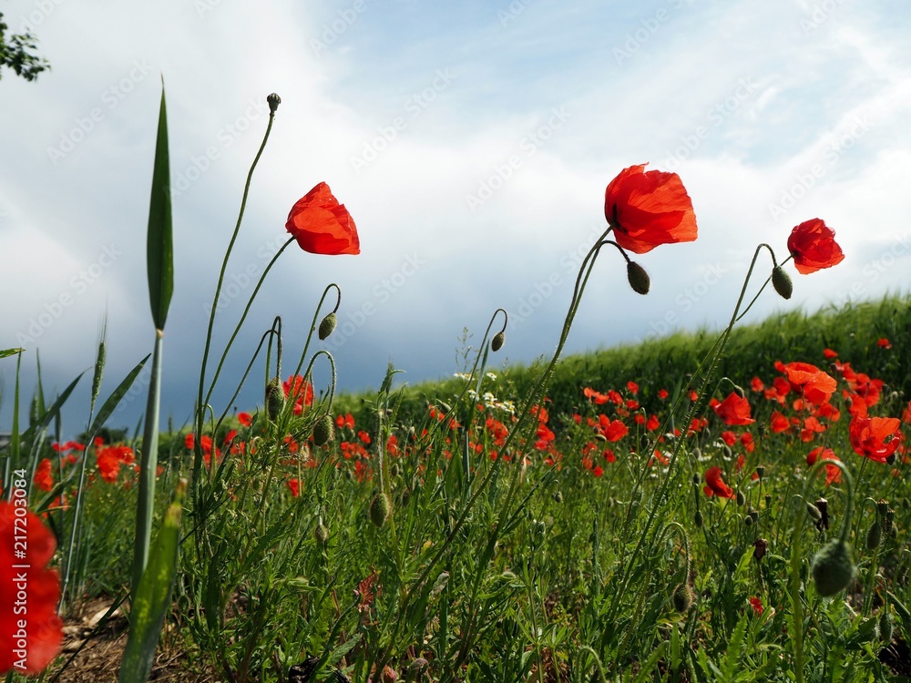 Obraz premium Poppy flower field