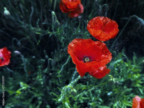 Fototapeta Naklejka Na Ścianę i Meble -  Poppy flower field