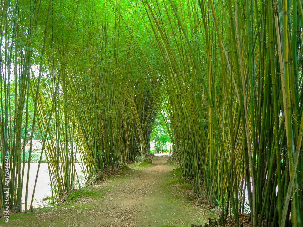 Fototapeta premium Bamboo path