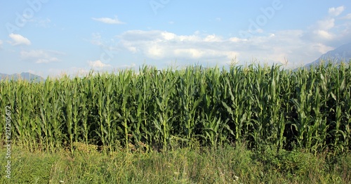 Green field of corn under blue sky