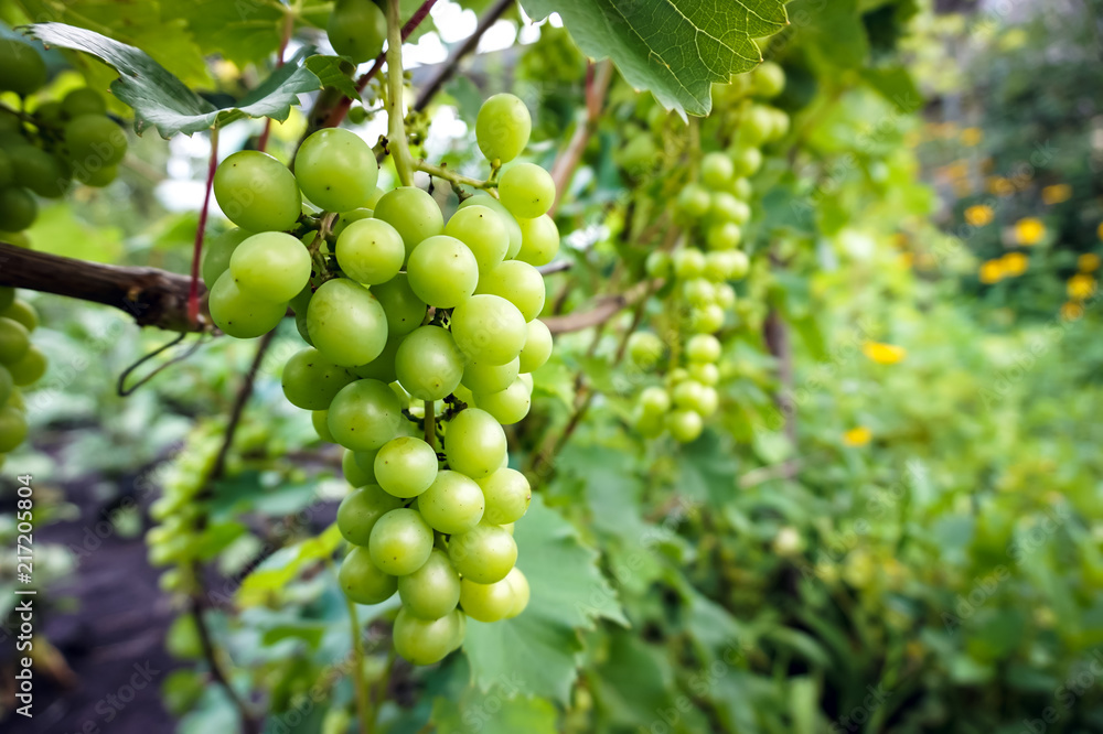 Green, unripe, young wine grapes in vineyard, early summer