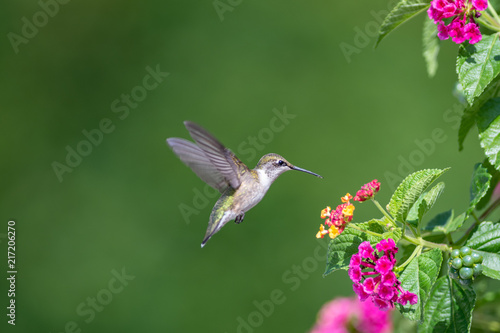 Hummingbird feeding from flower