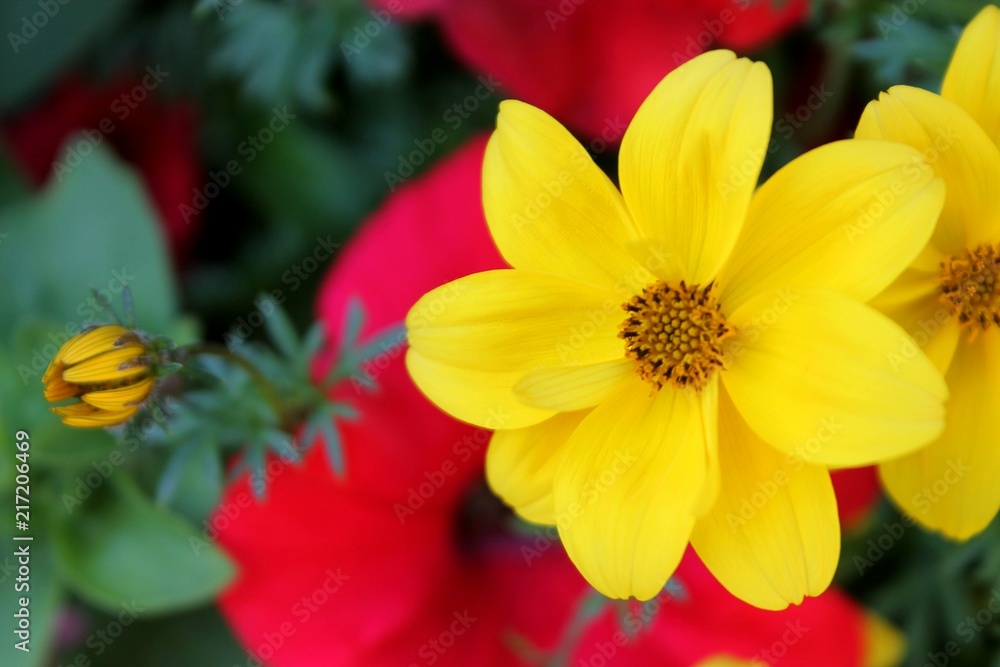 Fototapeta premium fiore giallo sulle alpi austriache