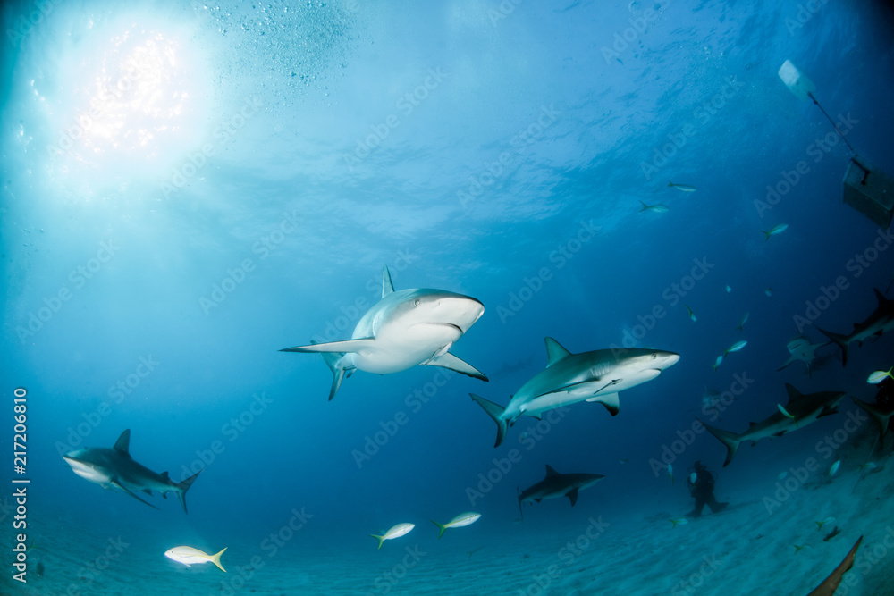 Caribbean reef shark at the Bahamas