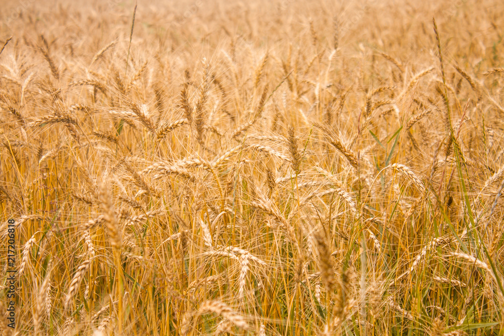 Fototapeta premium Wheat plants close up, wheat herbs growing in the field