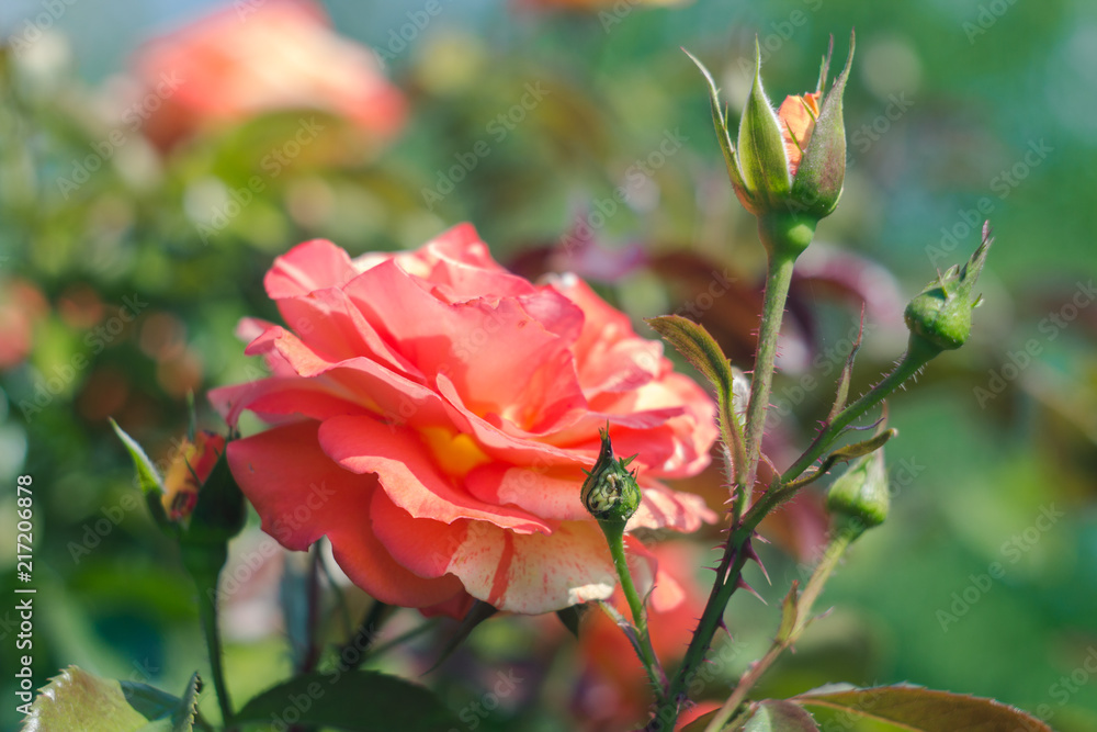 Orange rose in the garden. Summer flower in bloom