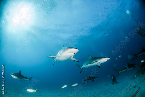 Caribbean reef shark at the Bahamas