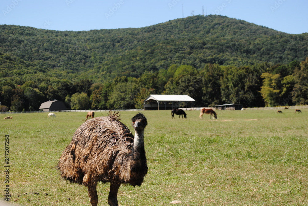 Obraz premium Country Ride 7