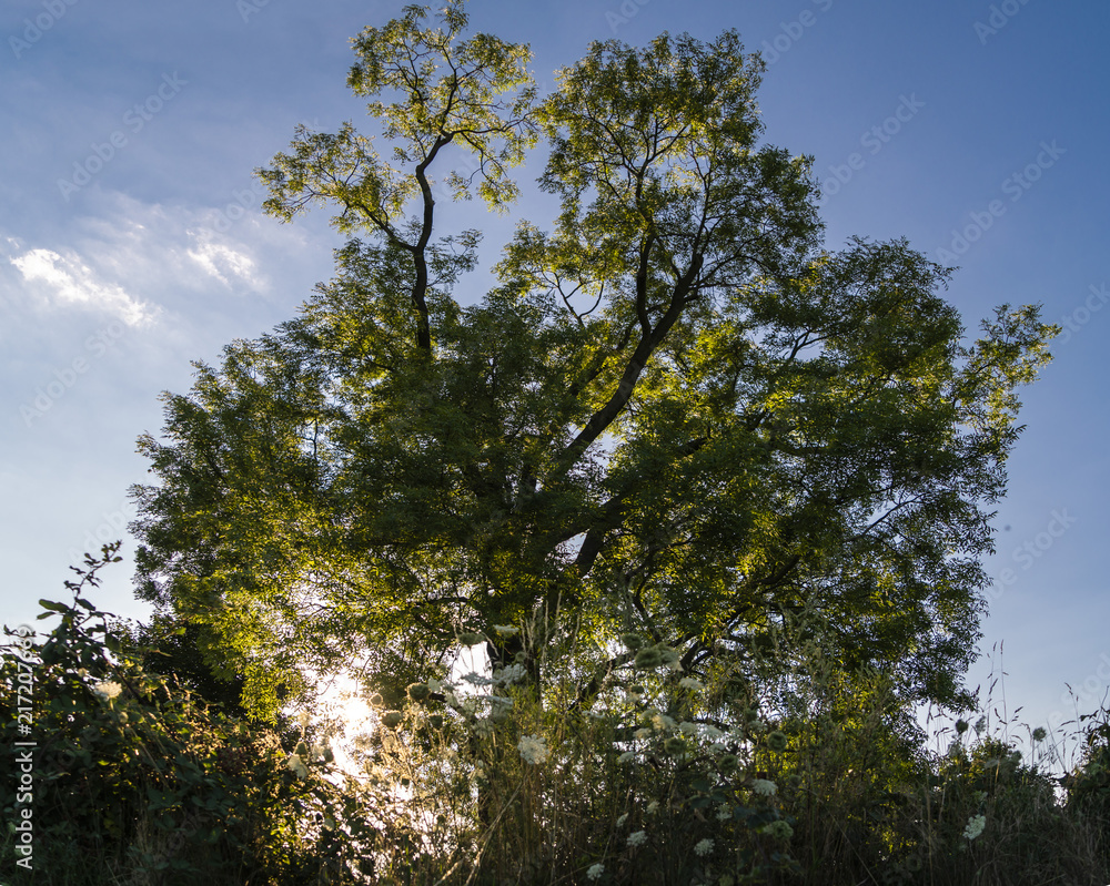 großer Baum mit dahinter tief stehender Sonne und blauem hellem großer Baum mit dahinter tief stehender Sonne und blauem hellem