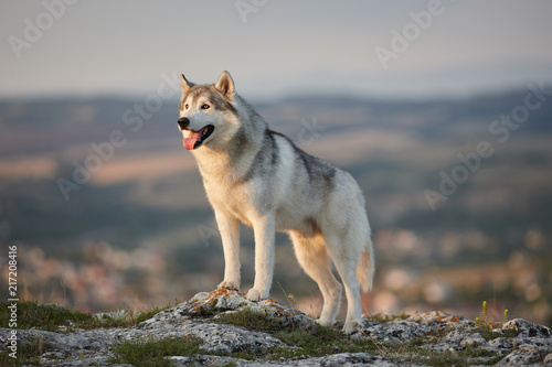 Fototapeta Naklejka Na Ścianę i Meble -  The magnificent gray Siberian husky stands on a rock in the Crimean mountains against the backdrop of the forest and mountains. A dog on a natural background.