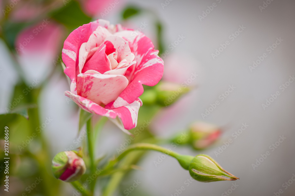 Red Stripe White Ivy Rose Flower. Blurred background. Top view. Soft focus. Close-up. Red Stripe White Ivy Rose Flower. Blurred background. Top view. Soft focus. Close-up.