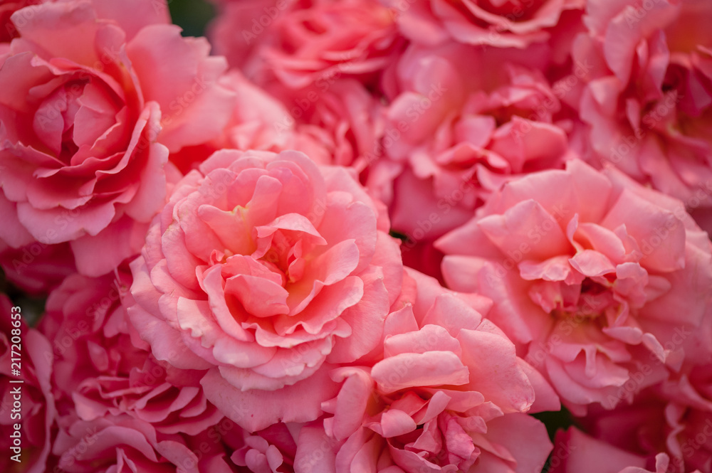 Colorful flower bouquet from pink roses with lights for use as background. Closeup. Soft focus. Colorful flower bouquet from pink roses with lights for use as background. Closeup. Soft focus.