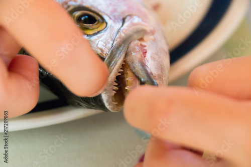 View of the sharp teeth of a freshly caught Bluefish. Istria, Croatia.