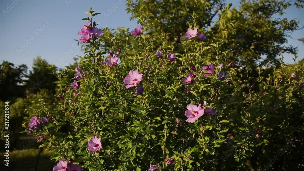 Pink rose hip flower on a bush in spring. Blooming wild rose hip in a nature. Briar, wild rose, dog rose. Flowers for food, tea and medicine.