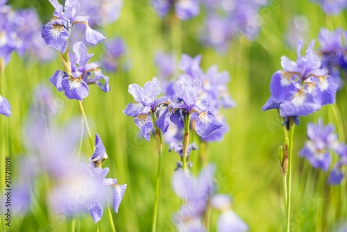 Fototapeta Naklejka Na Ścianę i Meble -  ris flowers, summer field, outdoor. Background