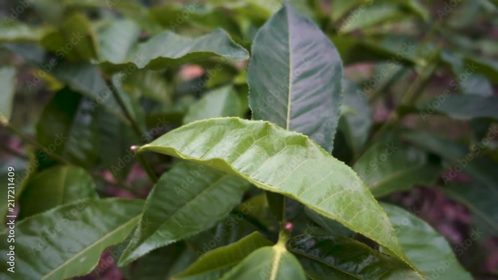 Green Fresh Tea Leaves at Organic Tea Plantation in Assam, India Green Fresh Tea Leaves at Organic Tea Plantation in Assam, India