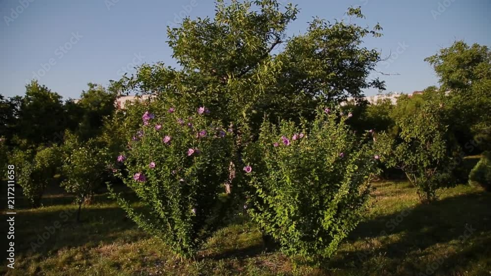 Decorative shrubs with beautiful flowers on them. Decorative shrubs with beautiful flowers on them.