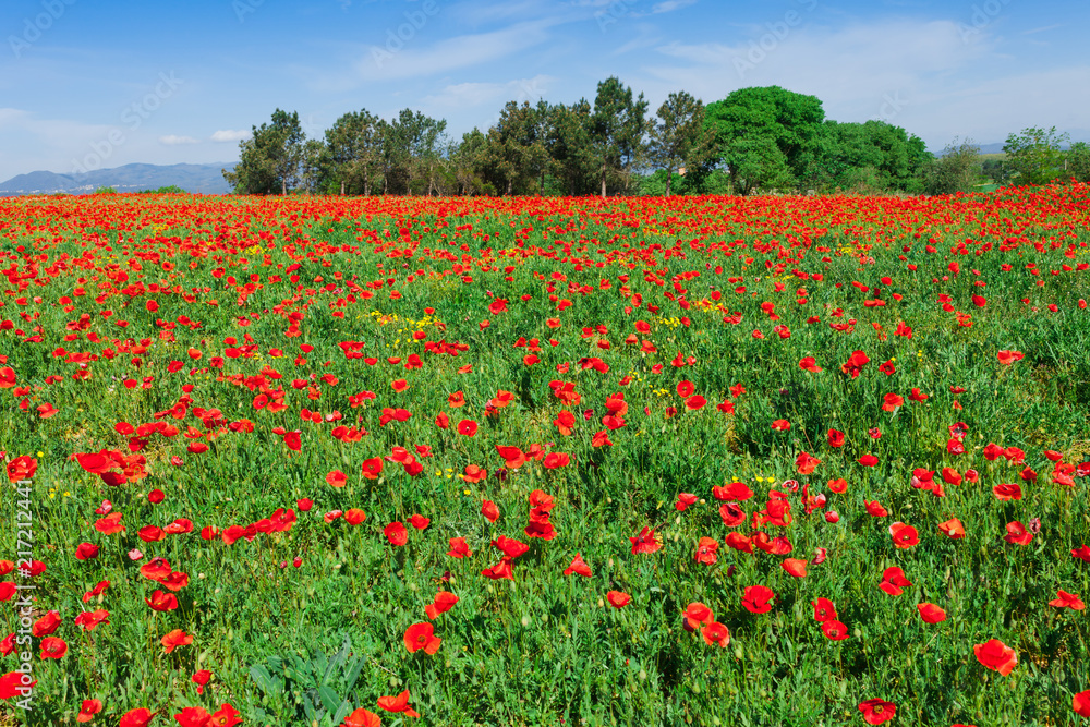 Field of red poppies in Girona, Catalonia, Spain near of Barcelona. Scenic nature landscape in sunny bright day. Famous tourist destination in Costa Brava
