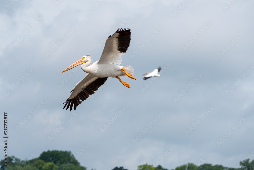 Obraz premium Soaring While Pelican