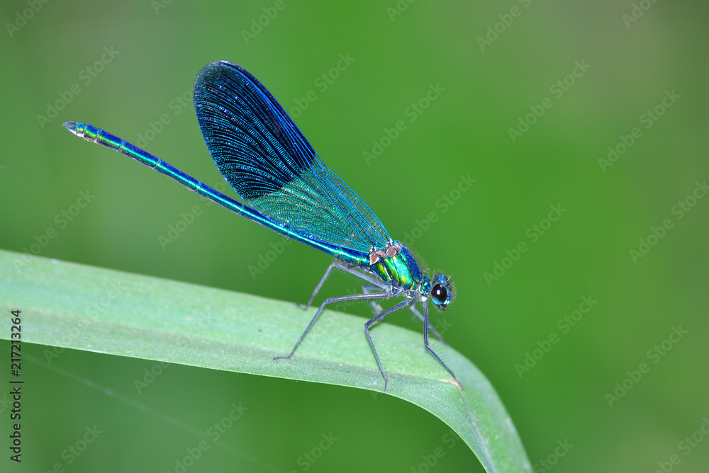 dragonfly dragonfly