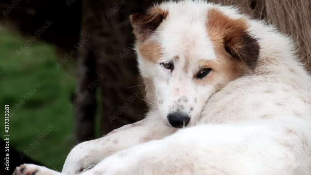 A close-up shot of a spotted white & brown dog. Shot in Basco, Batanes. A close-up shot of a spotted white & brown dog. Shot in Basco, Batanes.
