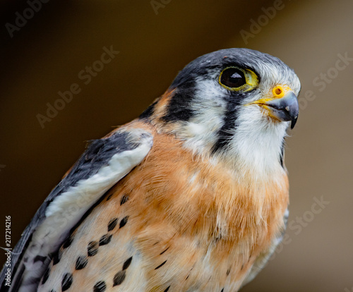 American kestrel perched