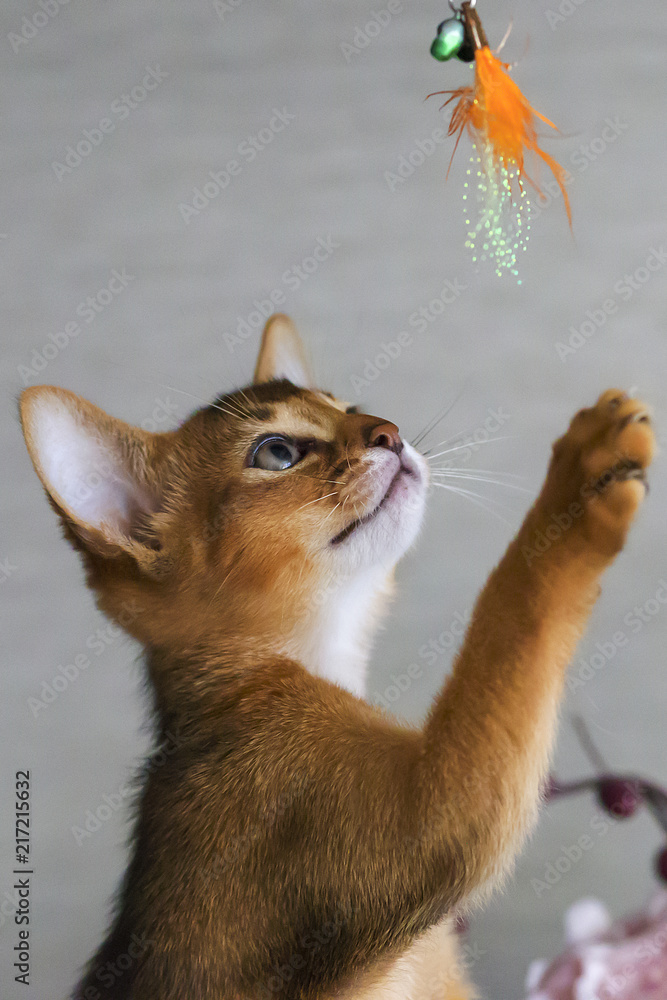 Fototapeta premium curious and a little kitten on gray background