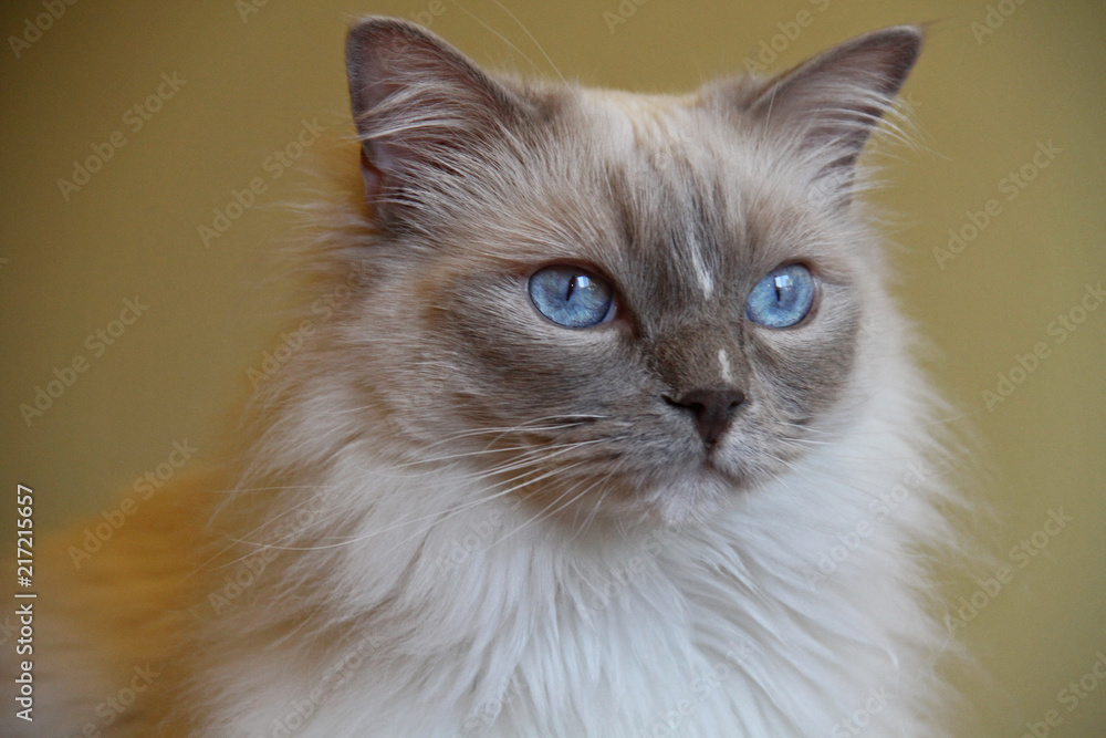 Ragdoll male Ragdoll male