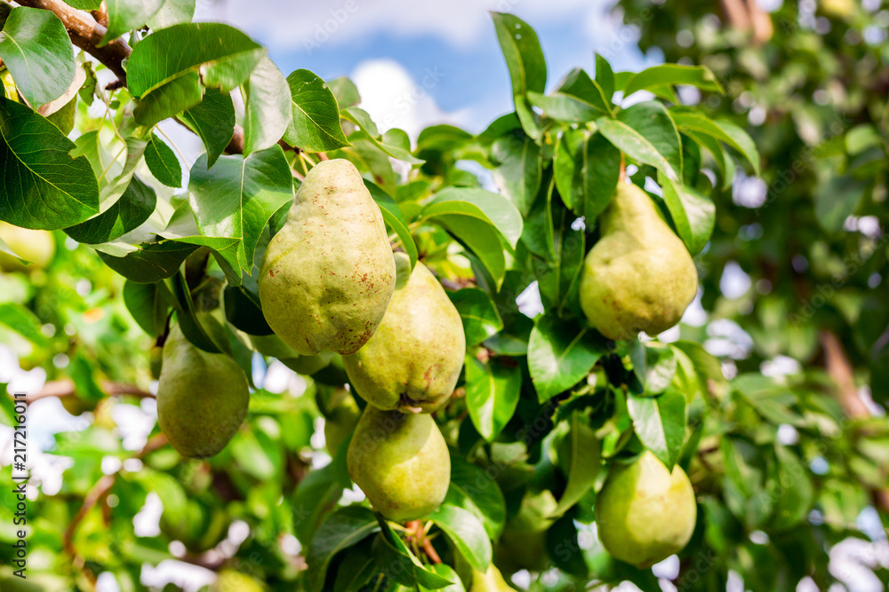 Many big ripe tasty juicy pears growing on tree in orchard. Healthy organic bio fruit natural background. Harvest season concept Many big ripe tasty juicy pears growing on tree in orchard. Healthy organic bio fruit natural background. Harvest season concept