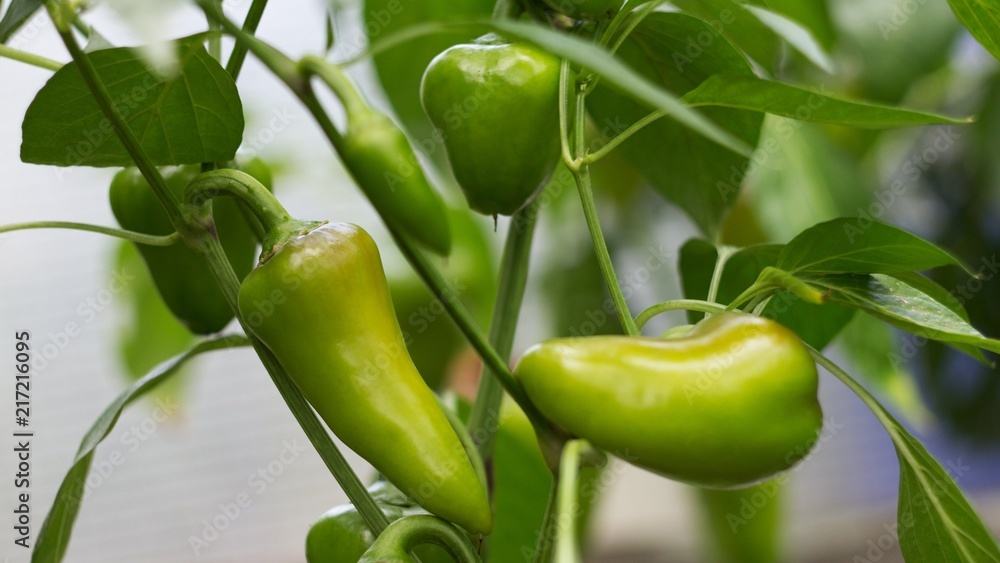 Obraz premium green pepper on tree