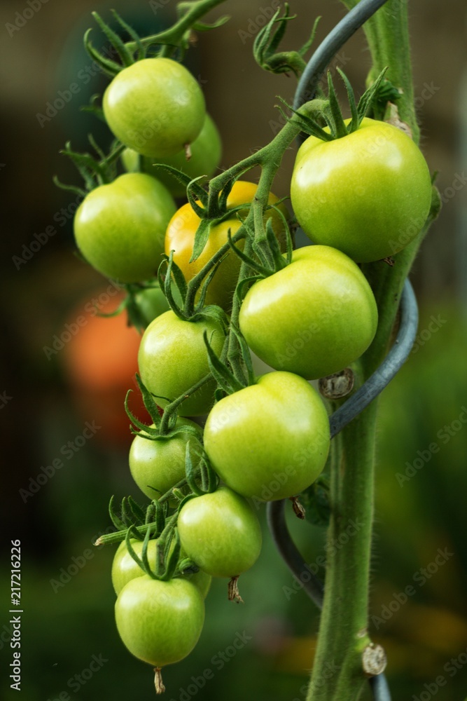 Ripe tomatoes in the home garden, vegetables from the biofarm.