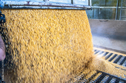 São Jose, SC, Brazil, September 24, 2009. Truck makes a corn dump at an animal feed factory in Santa Catarina State