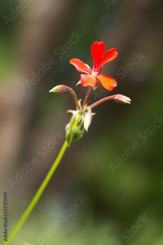 red flower