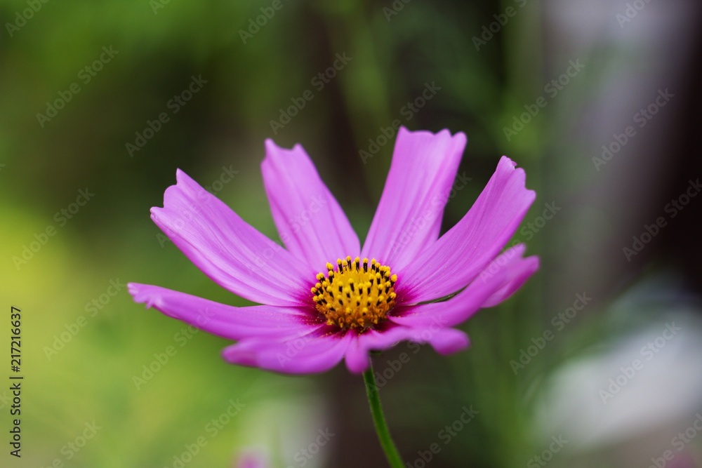 Obraz premium Spring flower forest Dianthus (Dianthus sylvaticus) is a perennial, herb legally protected