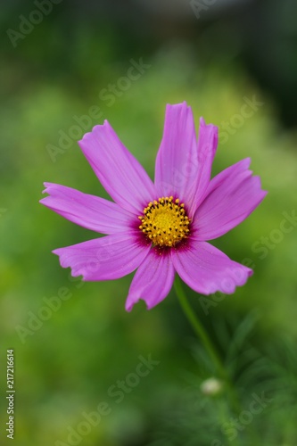 Spring flower forest Dianthus  Dianthus sylvaticus  is a perennial  herb legally protected