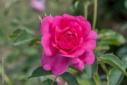 Pink English standard rose